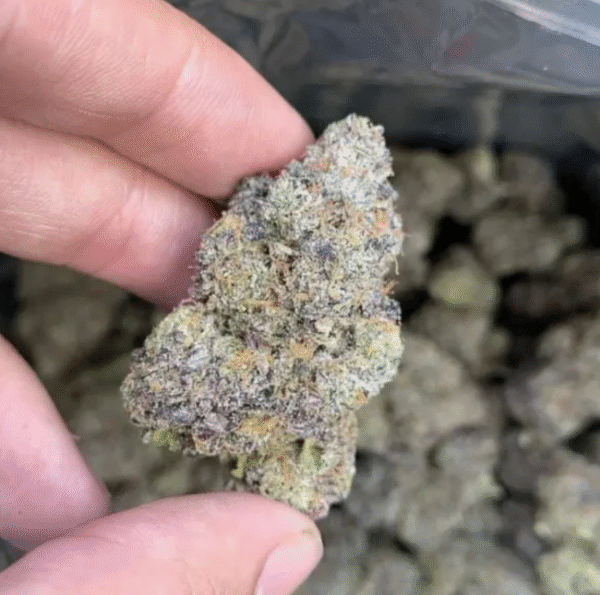 Gelato Runtz – Exotic
