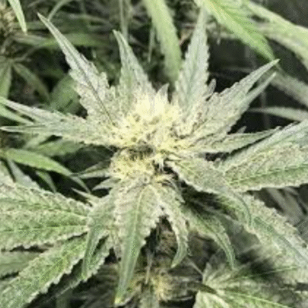 Sour Sundae OZ Special