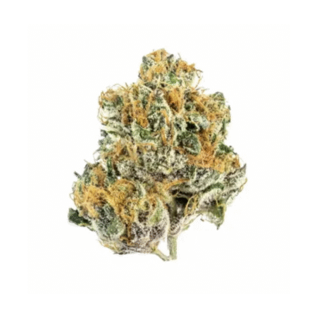 Tropicana – Premium