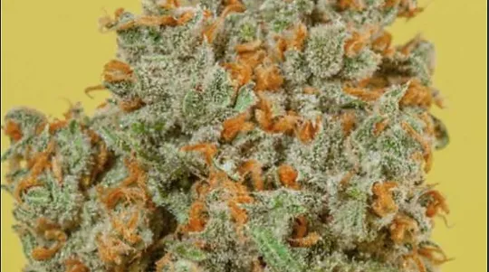cbd flowers
