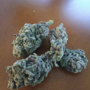 Purple Gucci